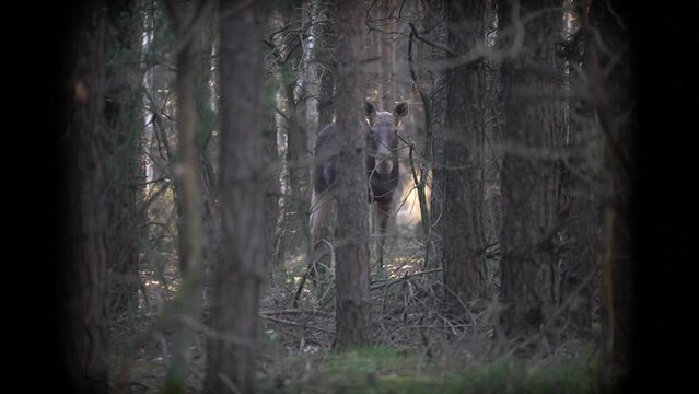 A moose looks at you during a morning walk in the dense forest. Steam escapes from its mouth