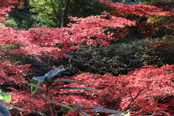 秋の六義園。紅葉の森。