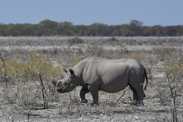 Obraz premium Spitzmaulnashorn (diceros bicornis) im Etoscha Nationalpark in Namibia. 