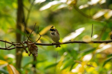 ミヤマホオジロ！（♂） 興奮している場合などに頭の毛が立ってこんな感じに見える。個体数があまり多くなく、絶滅の軽度懸念に指定されている！