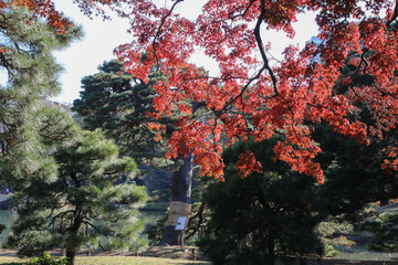 Fototapeta na wymiar 秋の六義園。紅葉の森。紅葉した枝。