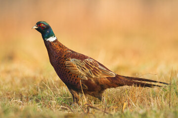 Common pheasant Phasianus colchius Ring-necked pheasant in natural habitat, blurred background, grassland