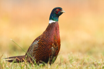 Common pheasant Phasianus colchius Ring-necked pheasant in natural habitat, blurred background, grassland