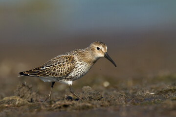 Shore bird - Dunlin Calidris alpina, migratory bird, Baltic Sea, wildlife Poland Europe