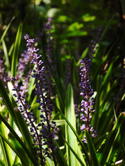 ヤブランの茂み