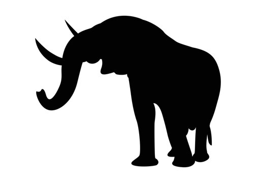 Set of elephant silhouettes in different poses of african elephant or jungle elephant and asian elephant with big ears - vector illustration