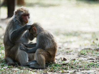 mother and baby macaque