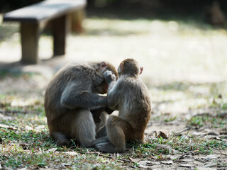 mother and baby macaque