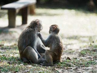 mother and baby macaque
