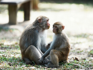 mother and baby macaque