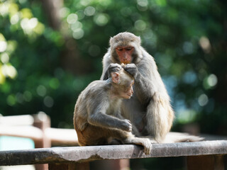 japanese macaque sitting on a branch