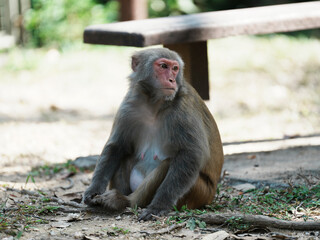 japanese macaque sitting on the ground