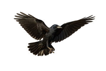 Rook Corvus frugilegus flying black bird isolated on white background