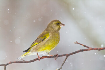 European greenfinch Chloris chloris or common greenfinch songbird winter time blurred background	