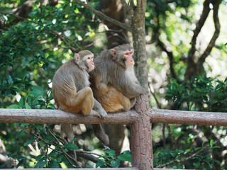 macaque