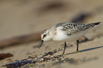 bird - Sanderling Calidris alba adult migratory bird, shorebird Poland Europe