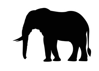 Obraz na płótnie Canvas Set of elephant silhouettes in different poses of african elephant or jungle elephant and asian elephant with big ears - vector illustration