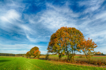Landscape autumn with colourful trees, autumn Poland, Europe and amazing blue sky with clouds, sunny day