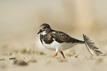 bird - Ruddy Turnstone migratory Arenaria interpres shorebird, migratory bird, Poland Europe Baltic Sea