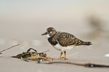 bird - Ruddy Turnstone migratory Arenaria interpres shorebird, migratory bird, Poland Europe Baltic Sea