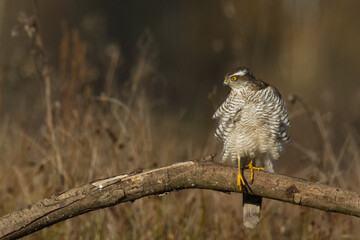 Birds of prey Sparrowhawk Accipiter nisus, hunting time bird sitting on the branch, Poland Europe
