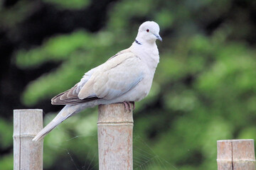 pigeon on a fence