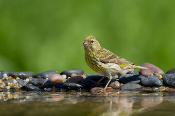 Bird European serin Serinus serinus, Poland Europe