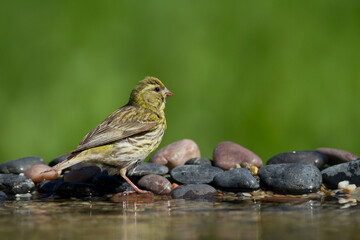 Bird European serin Serinus serinus, Poland Europe