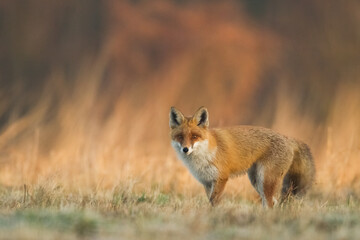 Fox Vulpes vulpes in autumn scenery, Poland Europe, animal walking among autumn, winter meadow