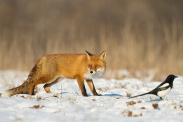 Fototapeta premium Fox Vulpes vulpes in autumn scenery, Poland Europe, animal walking among autumn, winter meadow