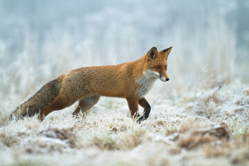 Fox Vulpes vulpes in autumn scenery, Poland Europe, animal walking among autumn, winter meadow
