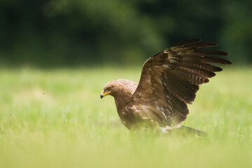 Birds of prey - Lesser Spotted Eagle Aquila pomarina, spring time green meadow Poland europe hunting time