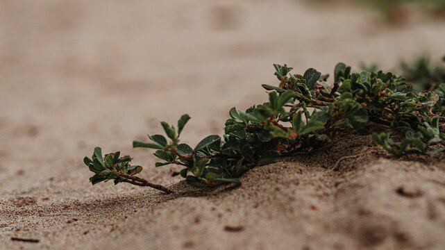 Selective Focus Shot Of Prostrate Knotweed ( Polygonum Aviculare) Growing On Sand