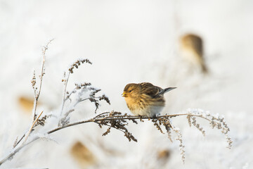 small migratory birds in winter time Carduelis flavirostris, Twite - winter in Poland europe