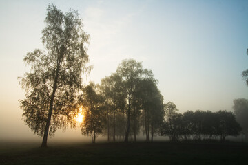 Landscape sunset in Narew river valley, Poland Europe, foggy misty meadows with willow trees, spring time