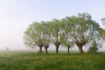 Fototapeta premium Landscape sunset in Narew river valley, Poland Europe, foggy misty meadows with willow trees, spring time