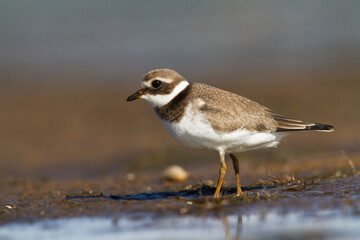 Bird Charadrius dubius, Little Ringed Plover on blurred background