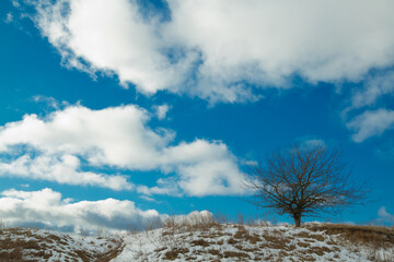 silhouette of lonely tree on the hill in Poland, Europe on sunny day in winter, amazing clouds in blue sky
