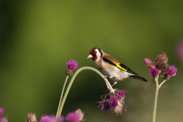 Bird - European goldfinch Carduelis carduelis, summer time on meadow wildlife Poland Europe