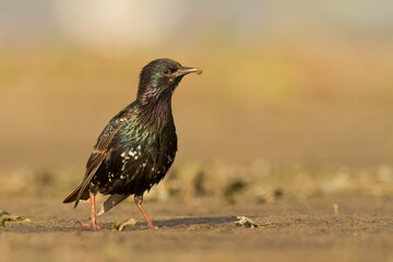 Bird - common starling Sturnus vulgaris, summer time Poland Europe