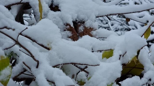 Jasmine bush branches in the garden under white snow