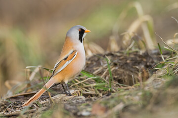 Bird Bearded Reedling Panurus biarmicus Poland Europe, a bird living in reeds on the edges of rivers, ponds, lakes