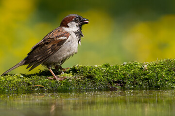 Bird - House sparrow Passer domesticus sitting on the branch