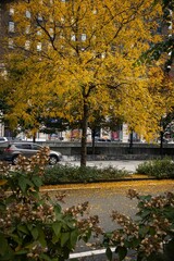 Tree with yellow leaves in the street with cars passing by
