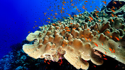 Underwater photo of a beautiful and colorful coral reef with a lot of fish