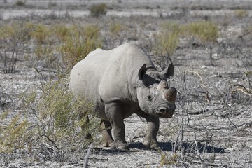 Obraz premium Spitzmaulnashorn (diceros bicornis) im Etoscha Nationalpark in Namibia. 