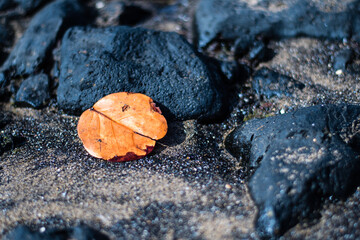 Leaf on stone