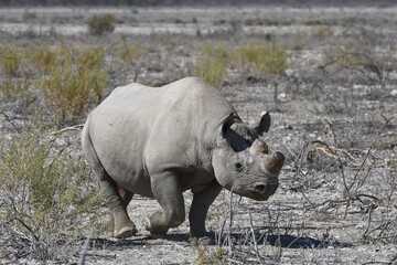 Obraz premium Spitzmaulnashorn (diceros bicornis) im Etoscha Nationalpark in Namibia. 