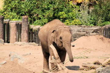 Fototapeta premium A view of an Indian Elephant