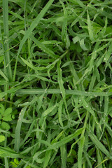 Nature background of Green Grass With Raindrop For Mobile Wallpaper HD+